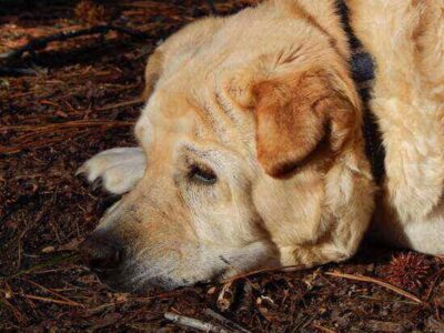 Managing the Loss of a Homestead Dog Image